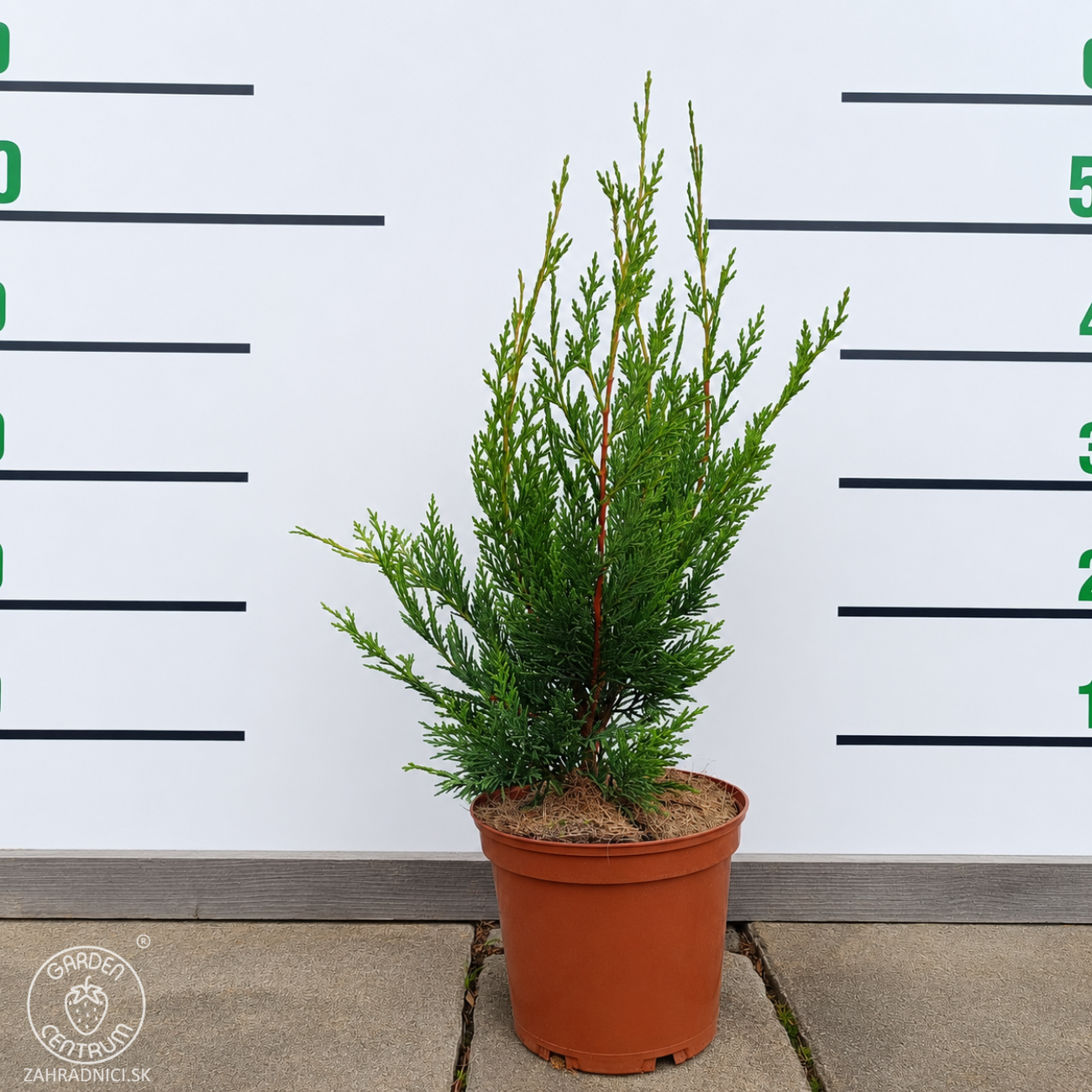 Obrázok Cyprusovec leylandský (Cupressocyparis leylandii) - výška 30-50 cm, kont. C2L/C3L